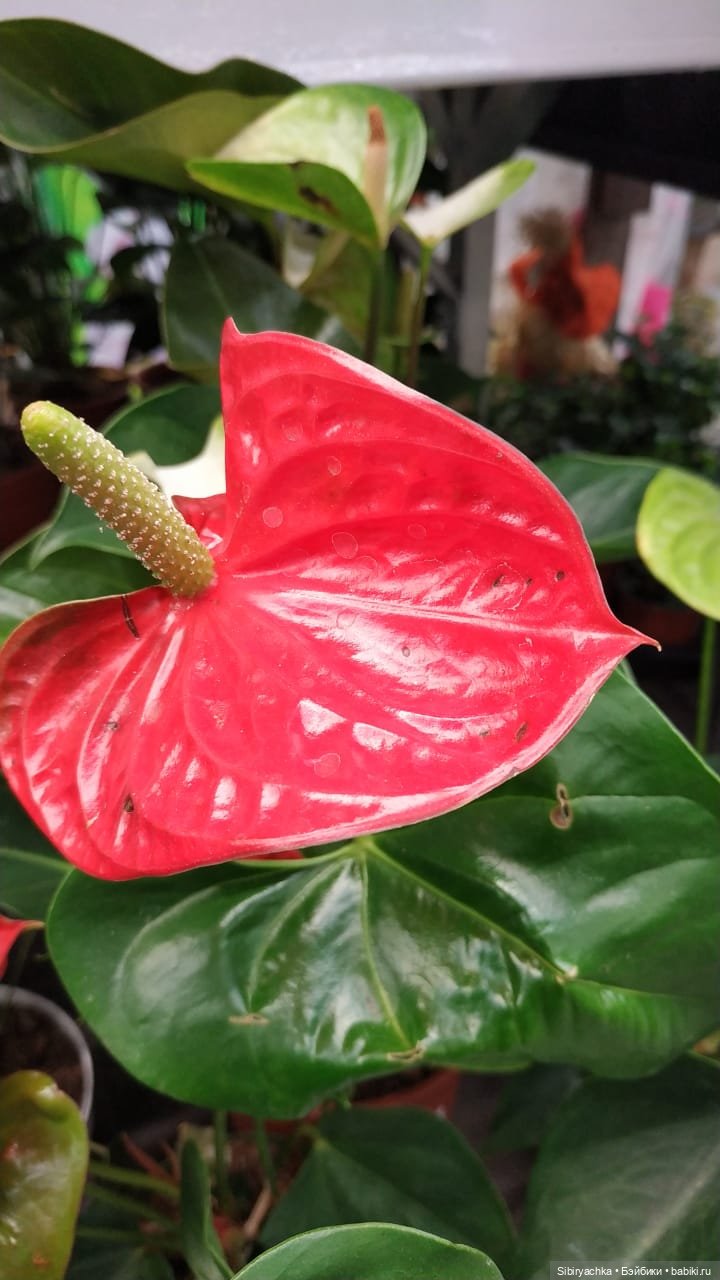 Глаша в цветочном отделе — Игровые куклы разных производителей (Разное): редкие бренды