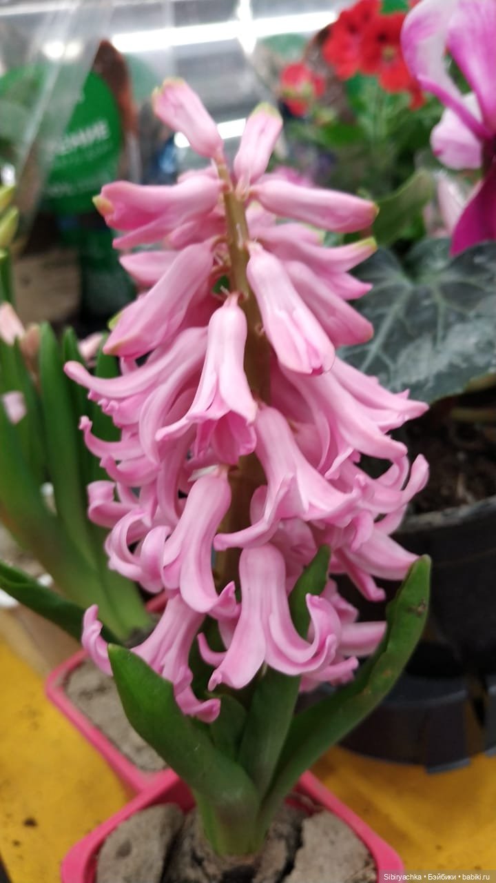 Глаша в цветочном отделе — Игровые куклы разных производителей (Разное): редкие бренды