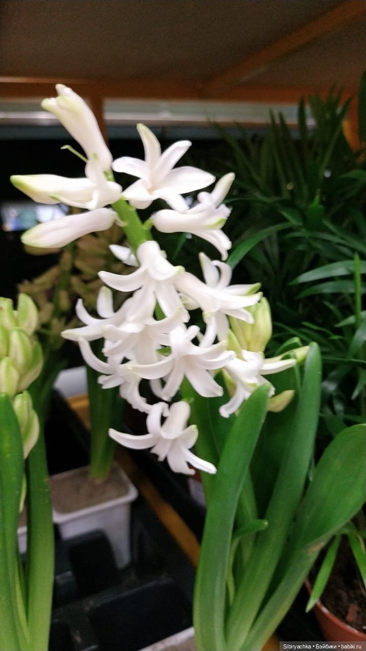 Глаша в цветочном отделе — Игровые куклы разных производителей (Разное): редкие бренды