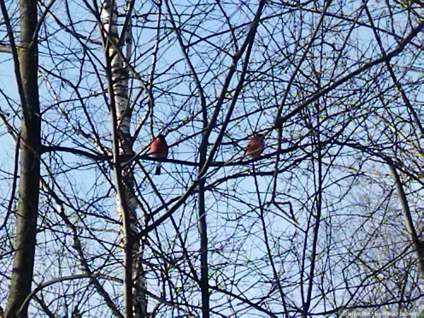 Малыши на прогулке в лесу