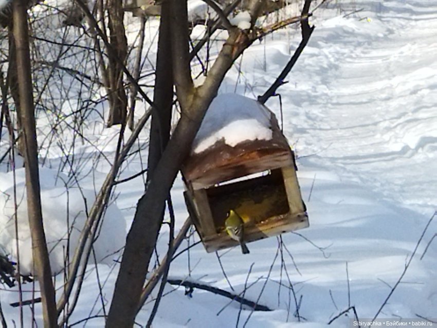 Малыши на прогулке в лесу