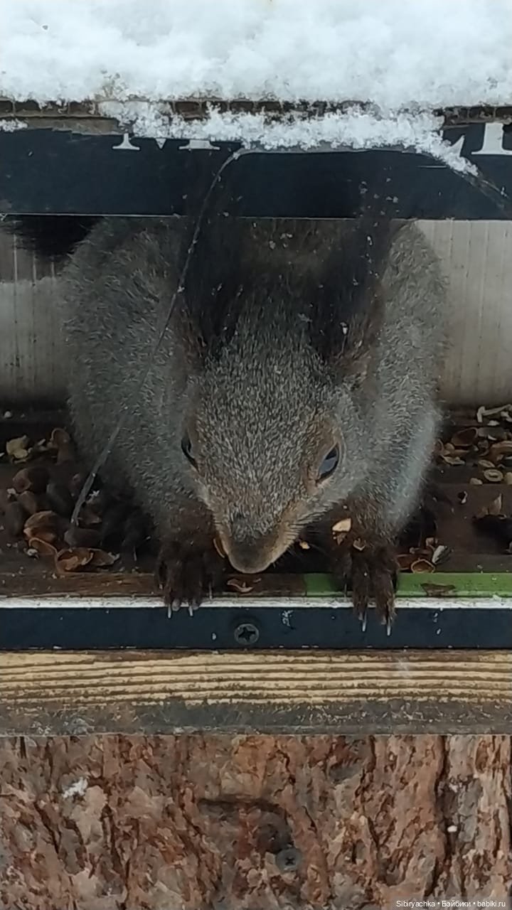 Весна совсем забыла про Сибирь (фото 4)