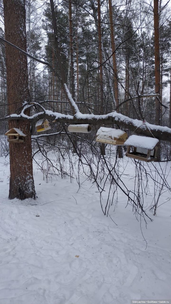 Весна совсем забыла про Сибирь