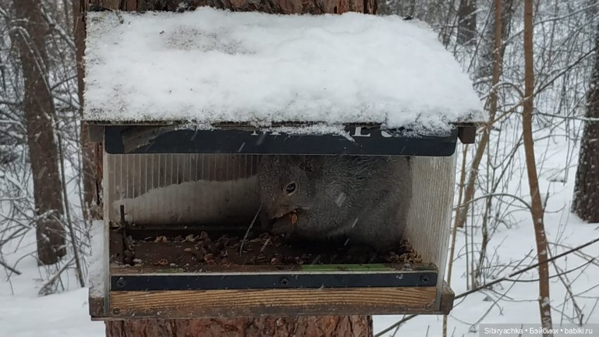 Весна совсем забыла про Сибирь (фото 2)