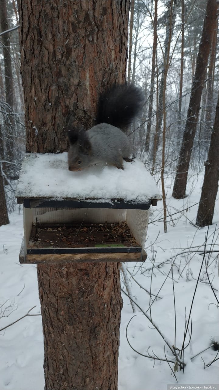 Весна совсем забыла про Сибирь (фото 3)