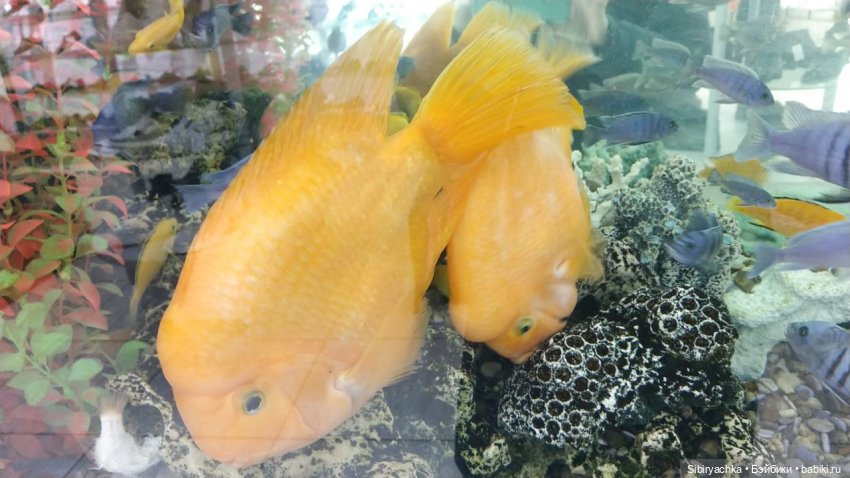 Субботнее утро Лизоньки — Игровые куклы разных производителей (Разное): редкие бренды