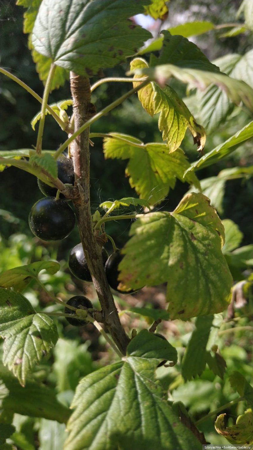 Летние игры со старыми игрушками