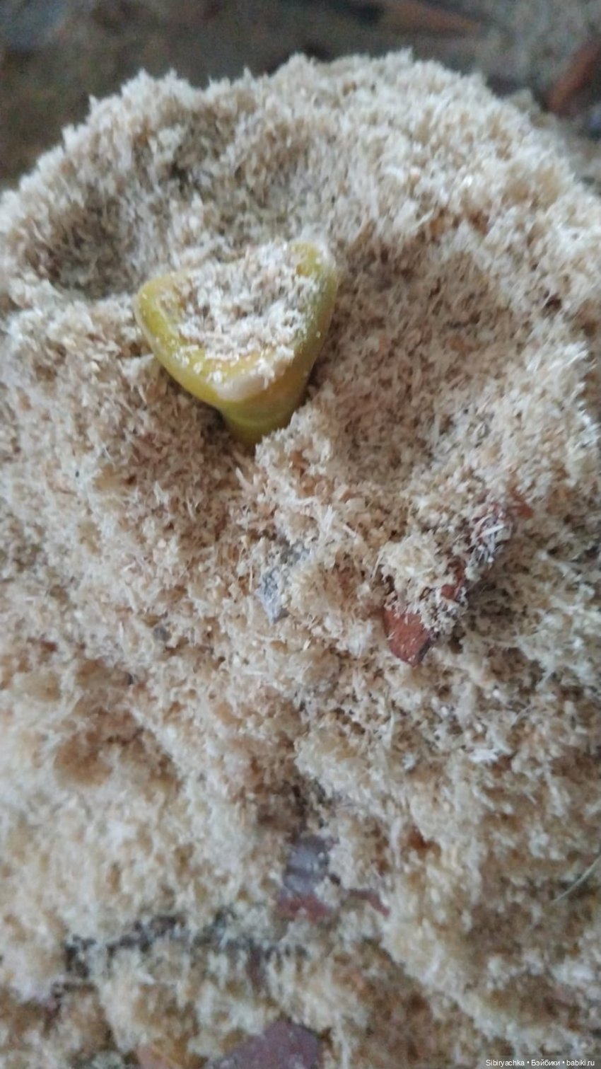 Летние игры со старыми игрушками