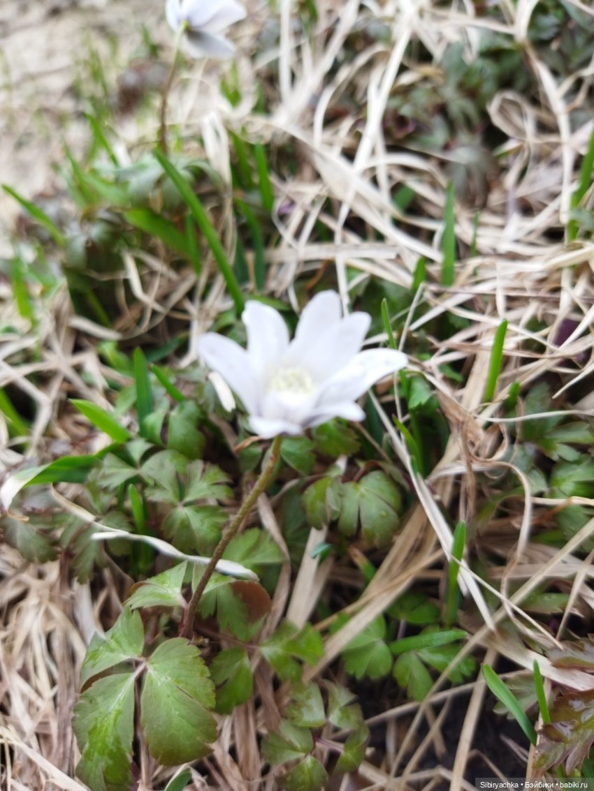 Варенька примеряет наряды к лету (фото 3)