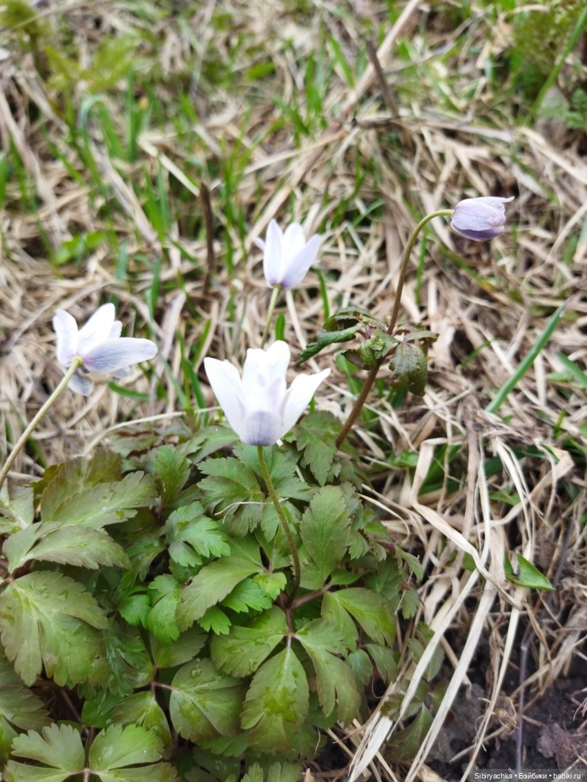 Варенька примеряет наряды к лету (фото 4)
