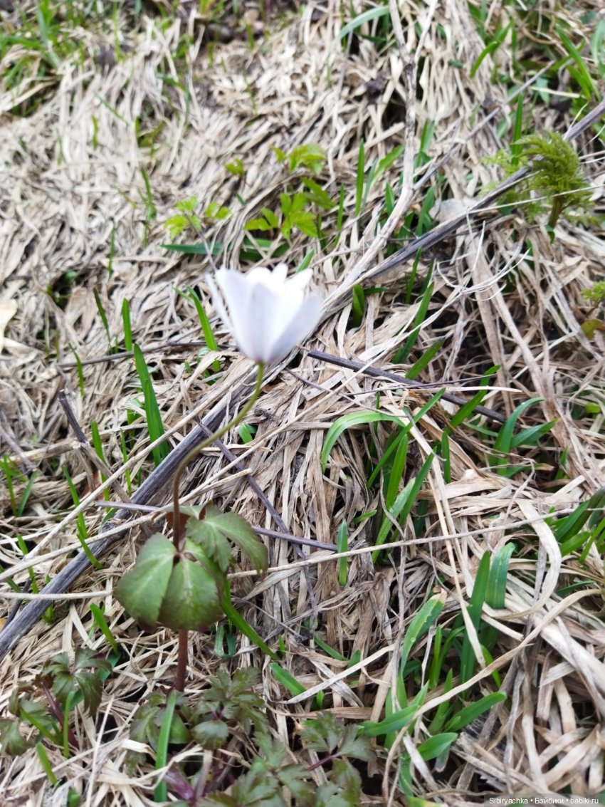 Варенька примеряет наряды к лету (фото 2)