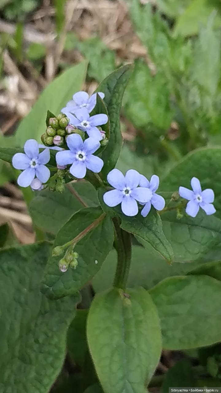 Весенняя прогулка Дуняши — Игровые куклы разных производителей (Разное): редкие бренды