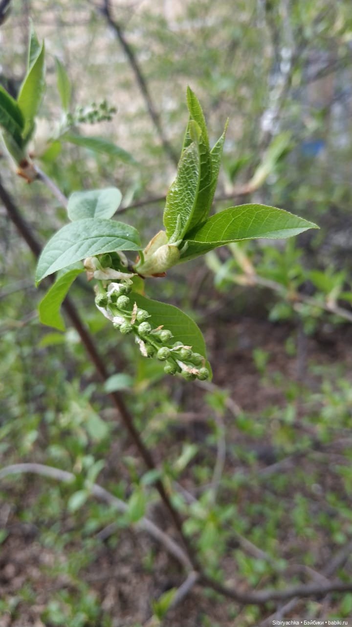 Весенняя прогулка Дуняши — Игровые куклы разных производителей (Разное): редкие бренды