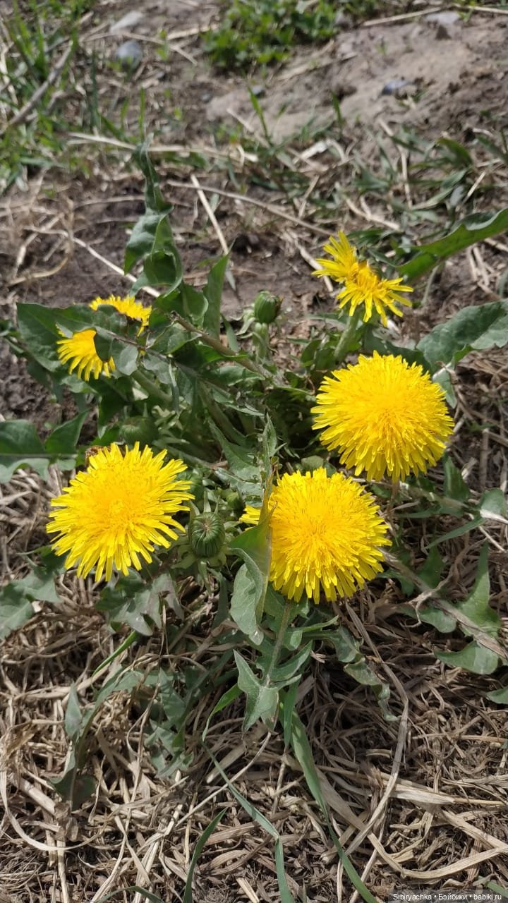 Весенняя прогулка Дуняши — Игровые куклы разных производителей (Разное): редкие бренды