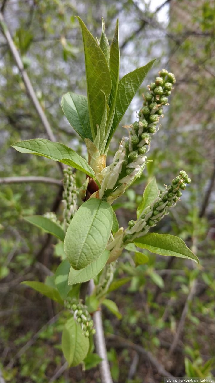 Весенняя прогулка Дуняши — Игровые куклы разных производителей (Разное): редкие бренды