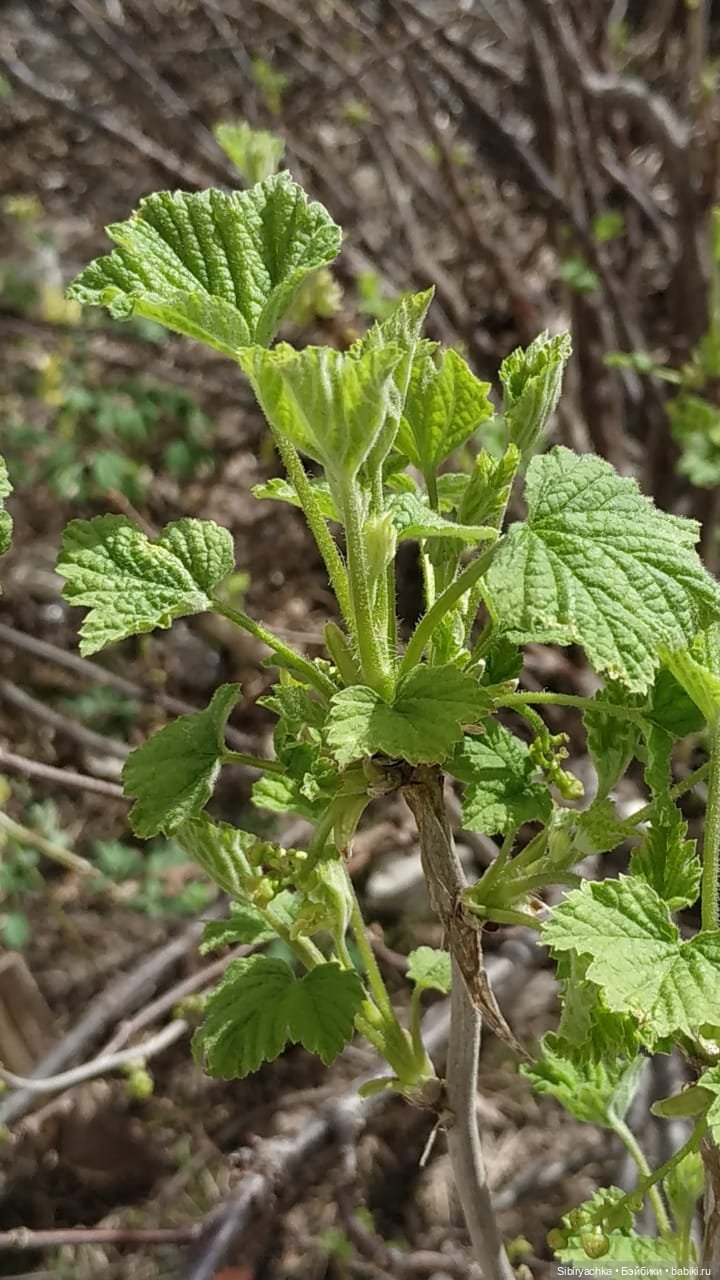 Весенняя прогулка Дуняши — Игровые куклы разных производителей (Разное): редкие бренды