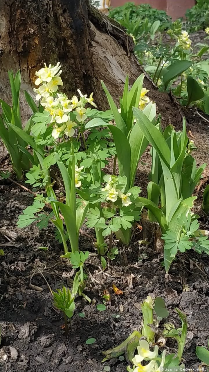 Весенняя прогулка Дуняши — Игровые куклы разных производителей (Разное): редкие бренды