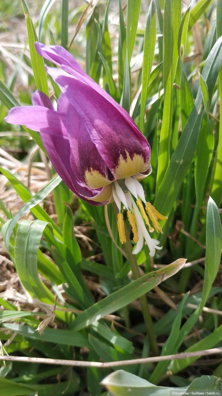 Весенняя прогулка Дуняши — Игровые куклы разных производителей (Разное): редкие бренды (фото 9)