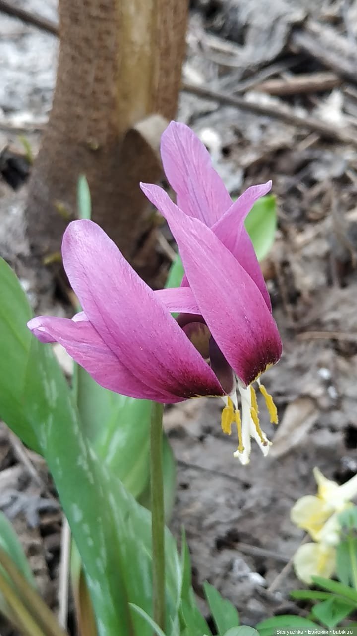 Весенняя прогулка Дуняши — Игровые куклы разных производителей (Разное): редкие бренды (фото 6)