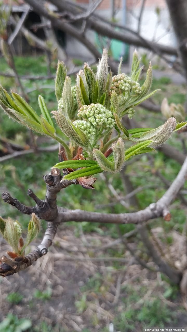 Весенняя прогулка Дуняши — Игровые куклы разных производителей (Разное): редкие бренды