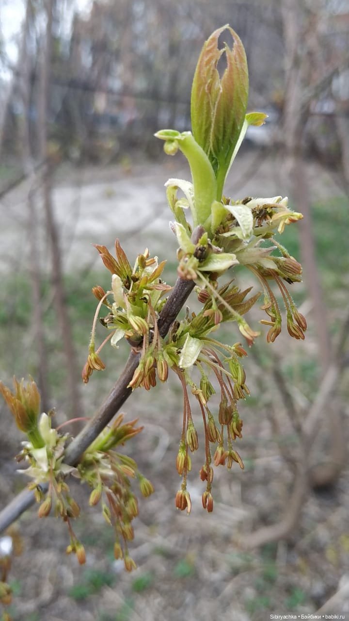 Весенняя прогулка Дуняши — Игровые куклы разных производителей (Разное): редкие бренды