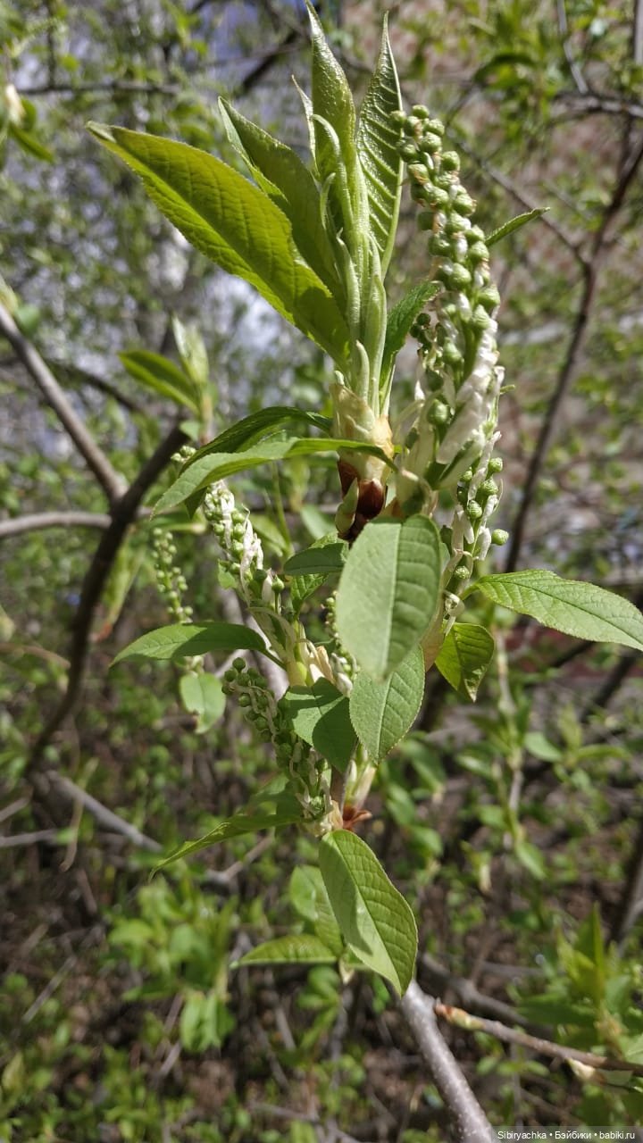 Весенняя прогулка Валюши — Игровые куклы разных производителей (Разное): редкие бренды