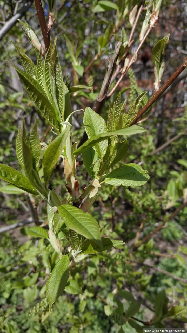 Весенняя прогулка Валюши — Игровые куклы разных производителей (Разное): редкие бренды