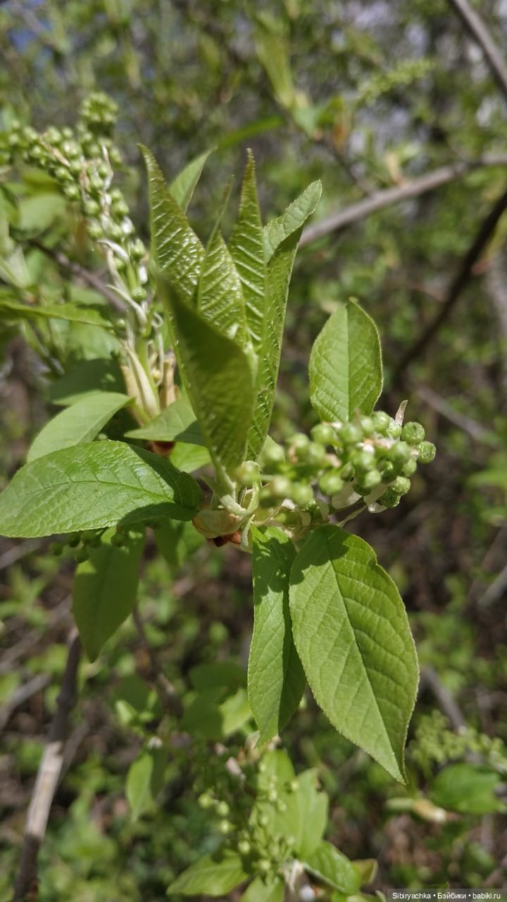 Весенняя прогулка Валюши — Игровые куклы разных производителей (Разное): редкие бренды (фото 9)