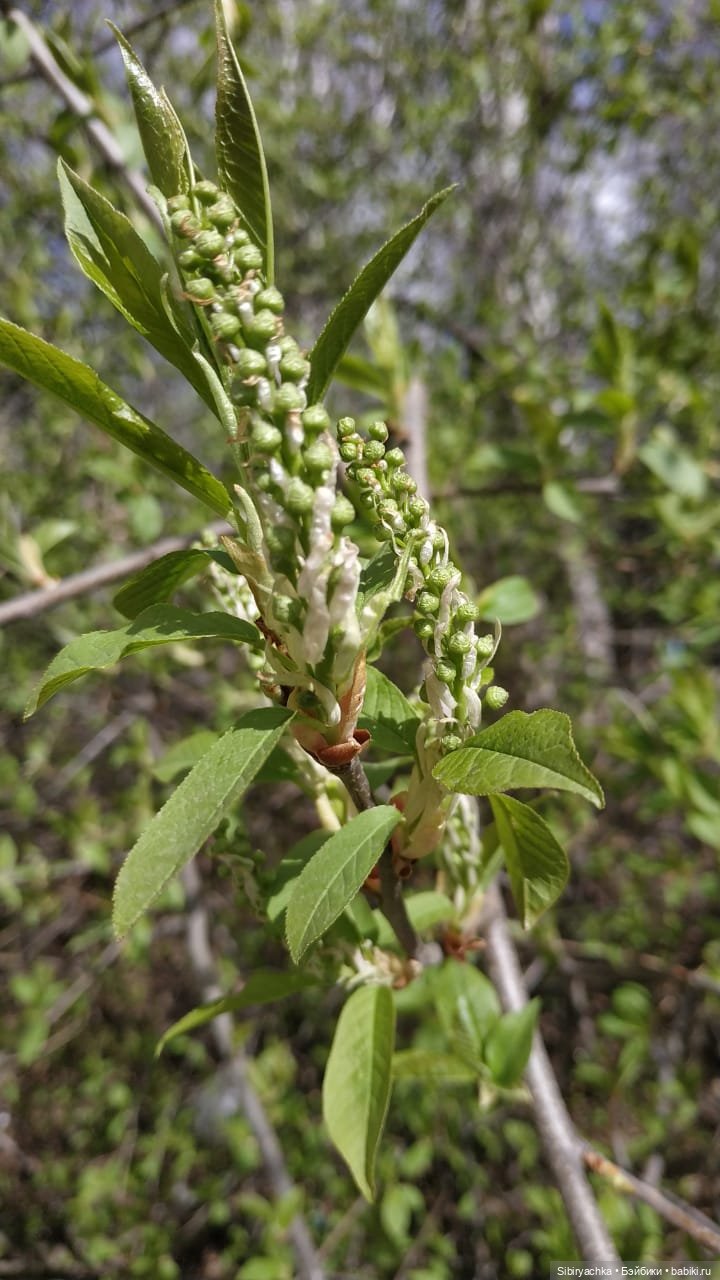 Весенняя прогулка Валюши — Игровые куклы разных производителей (Разное): редкие бренды (фото 8)
