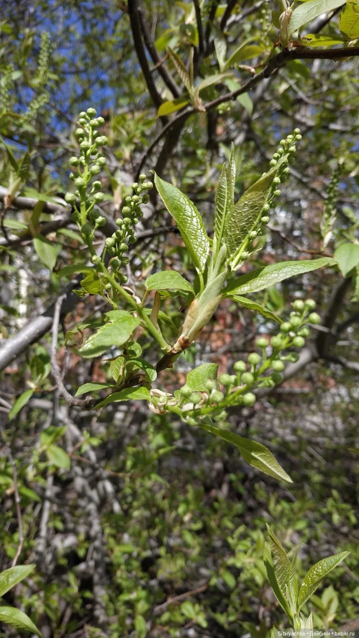 Весенняя прогулка Валюши — Игровые куклы разных производителей (Разное): редкие бренды
