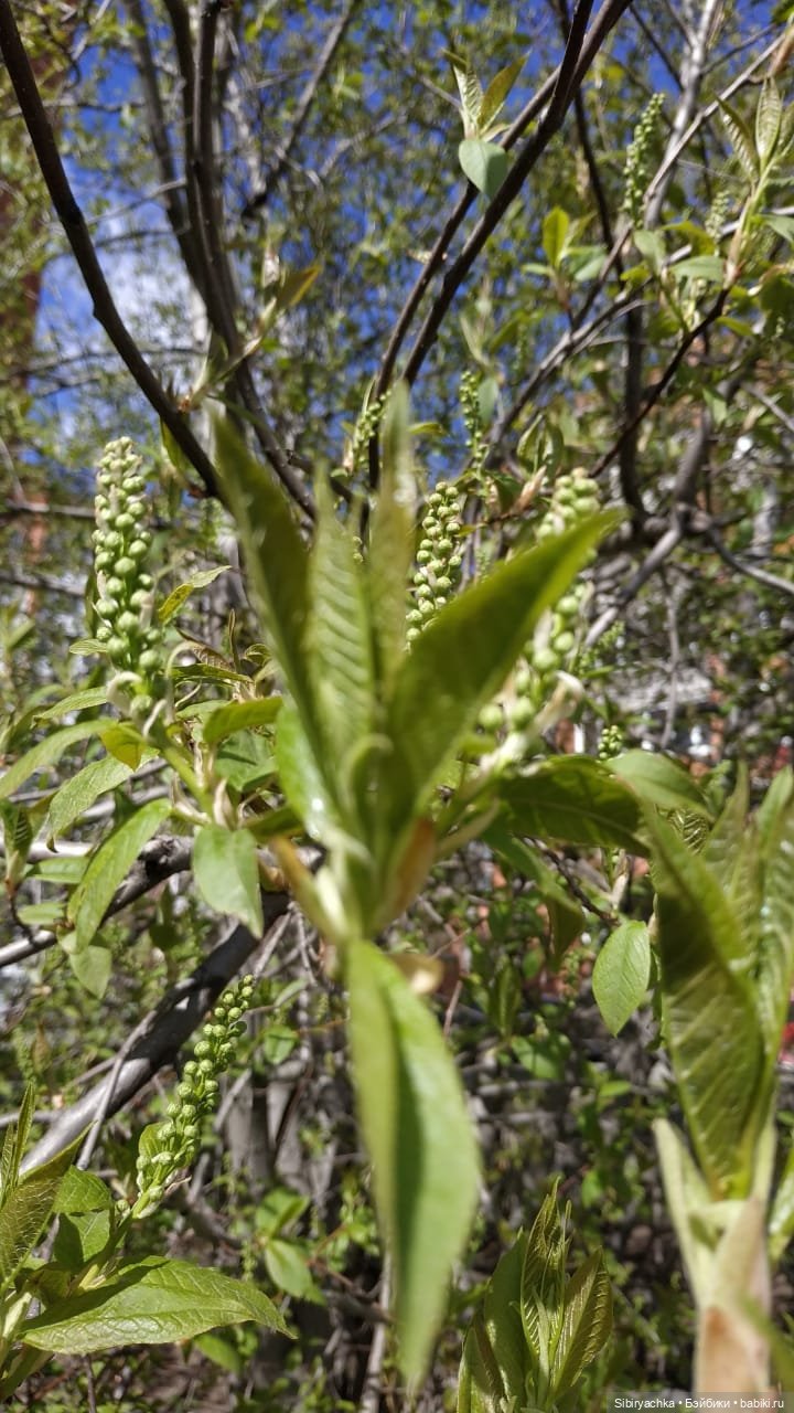 Весенняя прогулка Валюши — Игровые куклы разных производителей (Разное): редкие бренды