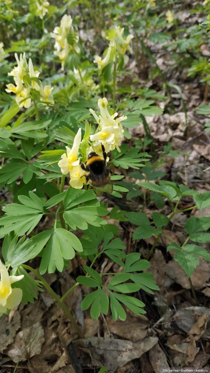 Первая весенняя прогулка Василька
