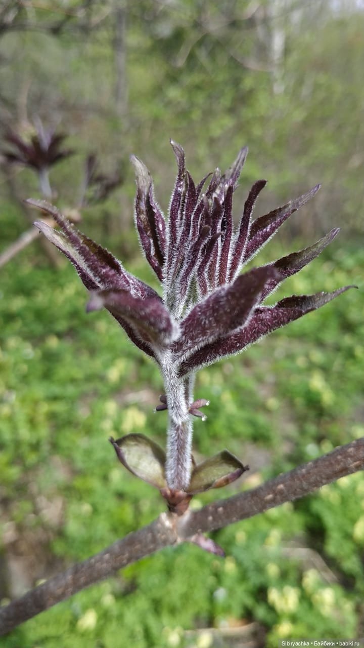 Первая весенняя прогулка Василька