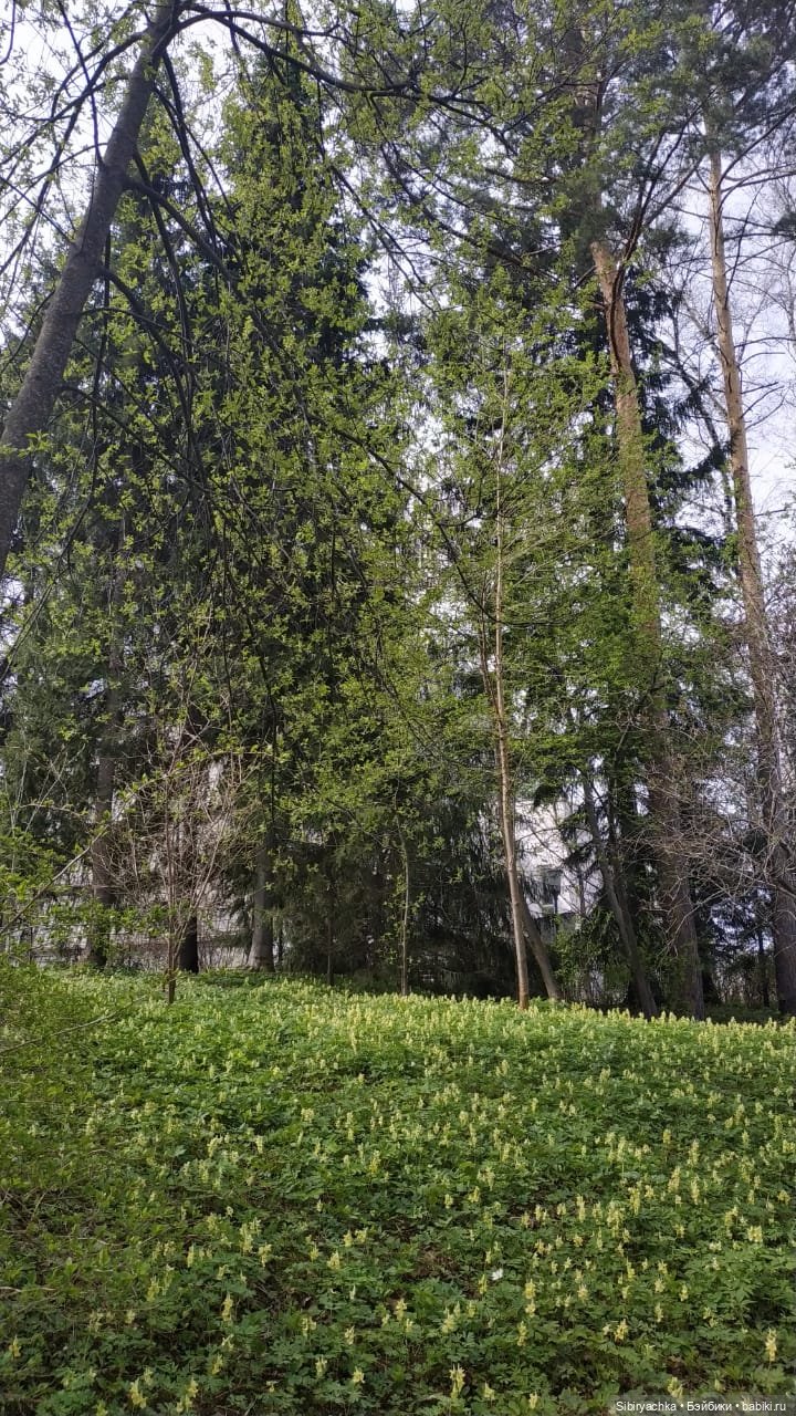 Первая весенняя прогулка Василька