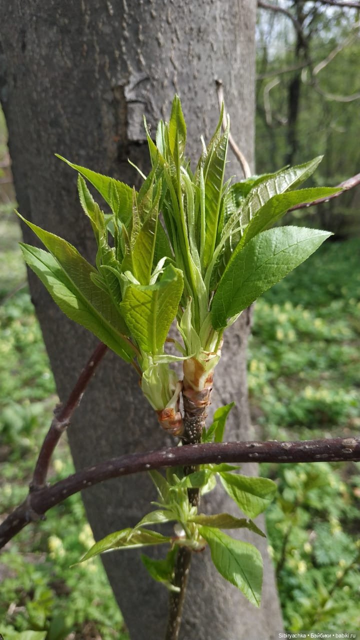 Первая весенняя прогулка Василька