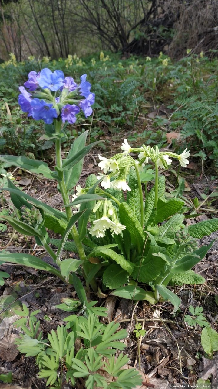 Первая весенняя прогулка Василька