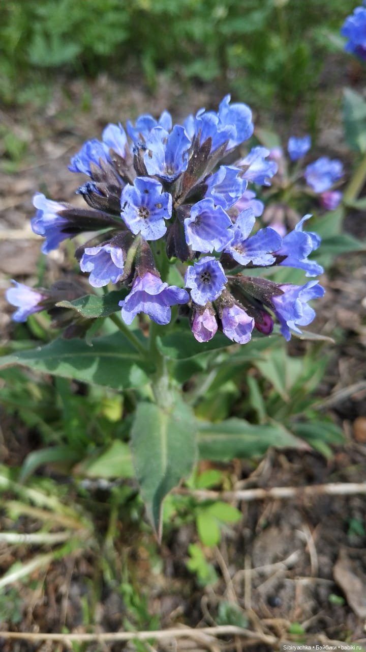Первая весенняя прогулка Василька