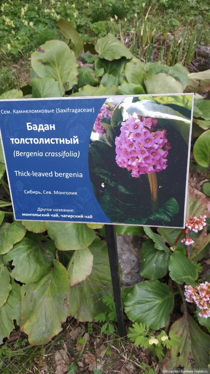 Коленька и Василёк быстро подружились