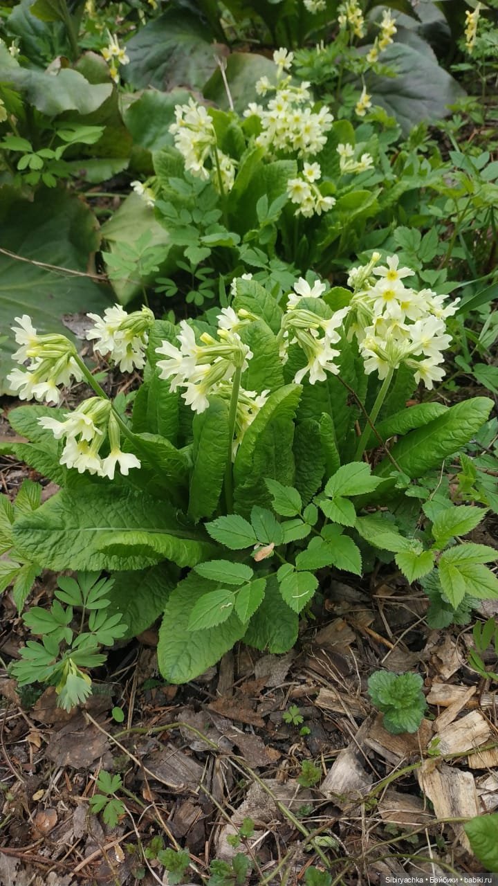 Коленька и Василёк быстро подружились (фото 10)