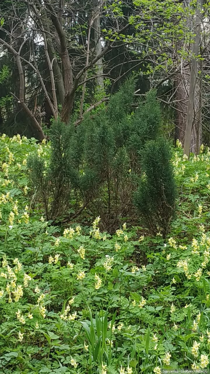 Коленька и Василёк быстро подружились