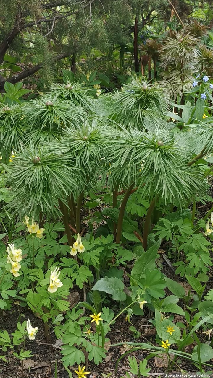 Коленька и Василёк быстро подружились