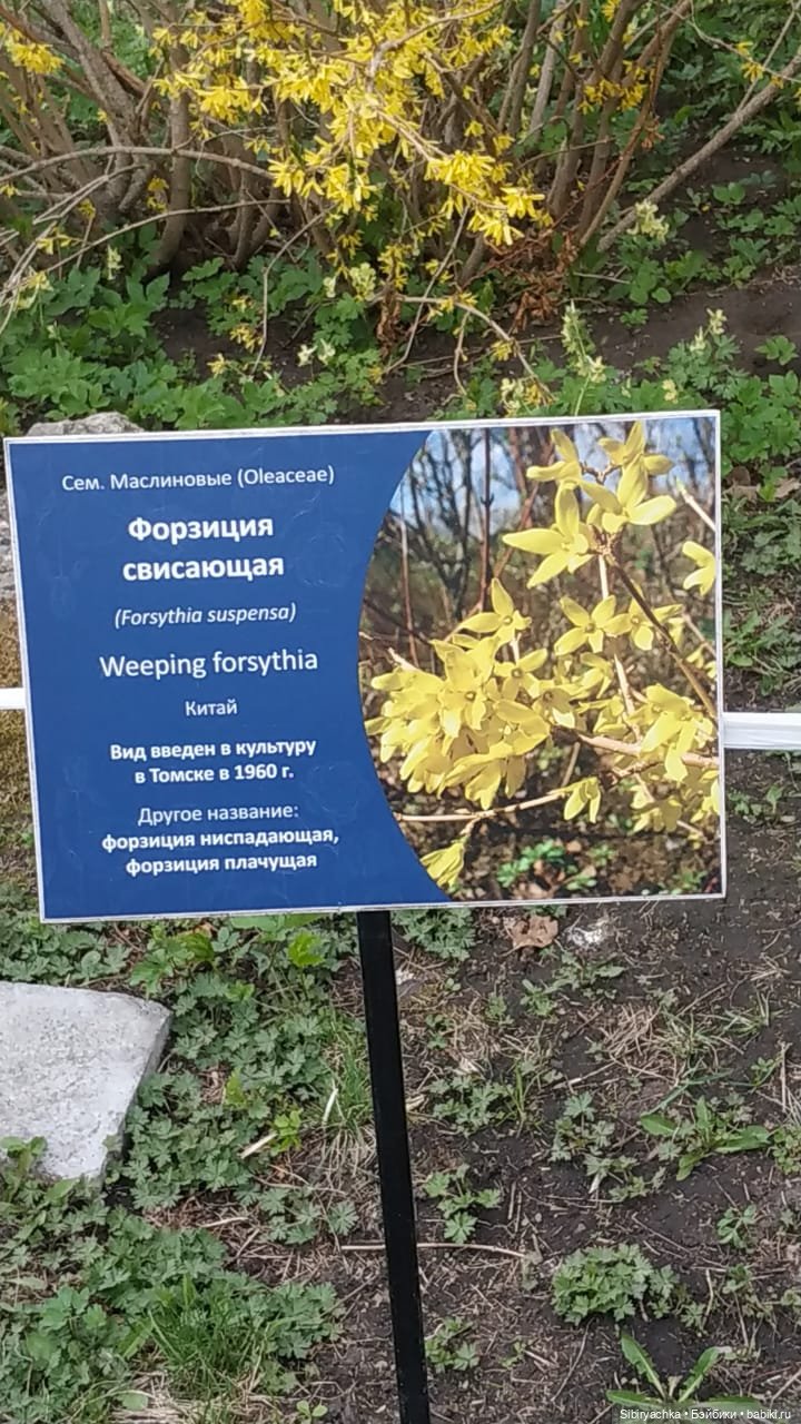 Коленька и Василёк быстро подружились