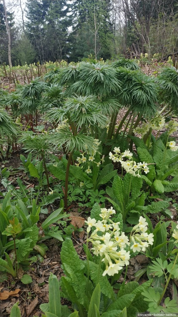 Коленька и Василёк быстро подружились
