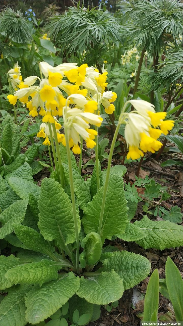 Коленька и Василёк быстро подружились