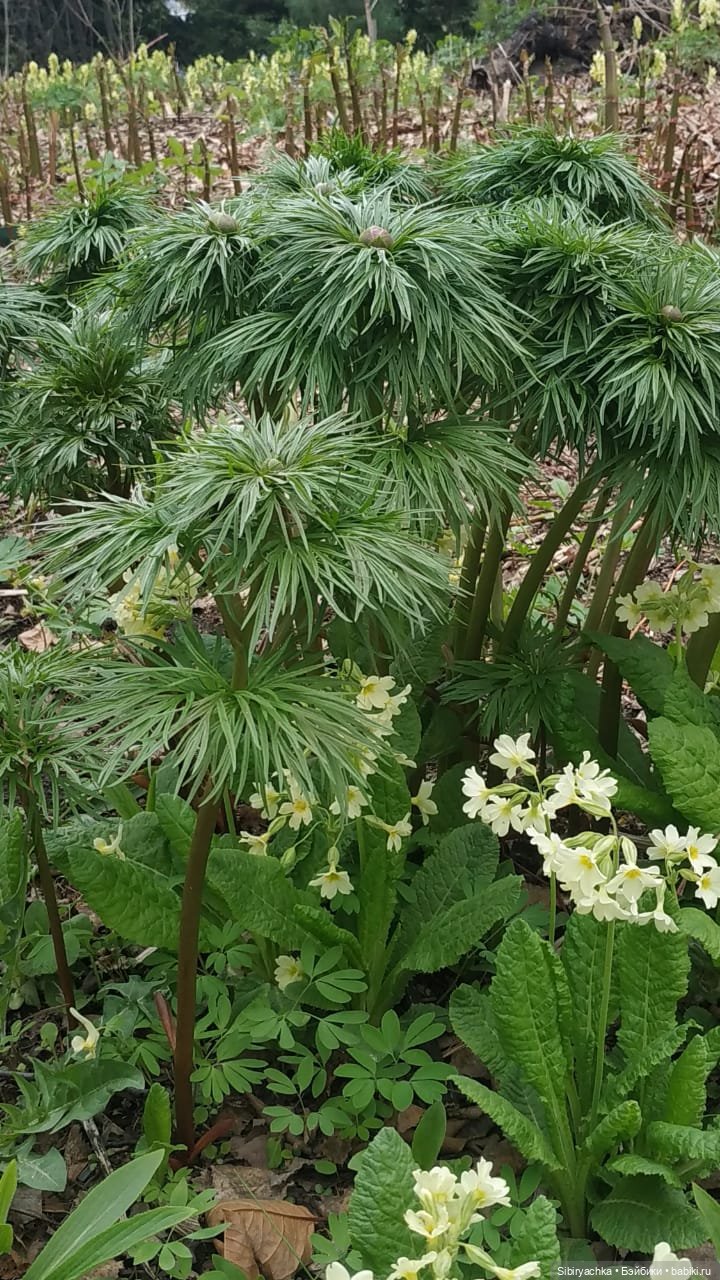 Коленька и Василёк быстро подружились