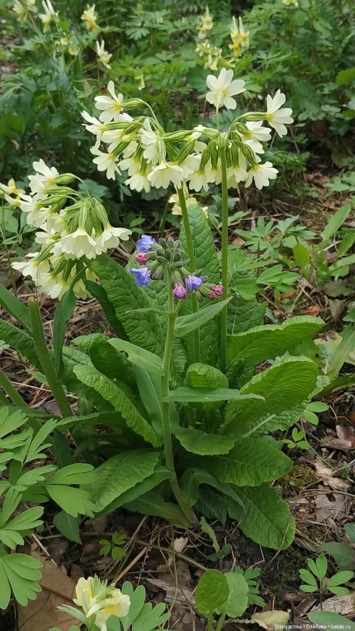 Коленька и Василёк быстро подружились