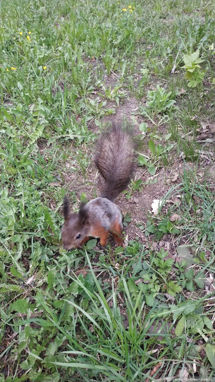 Коленька и Василёк быстро подружились