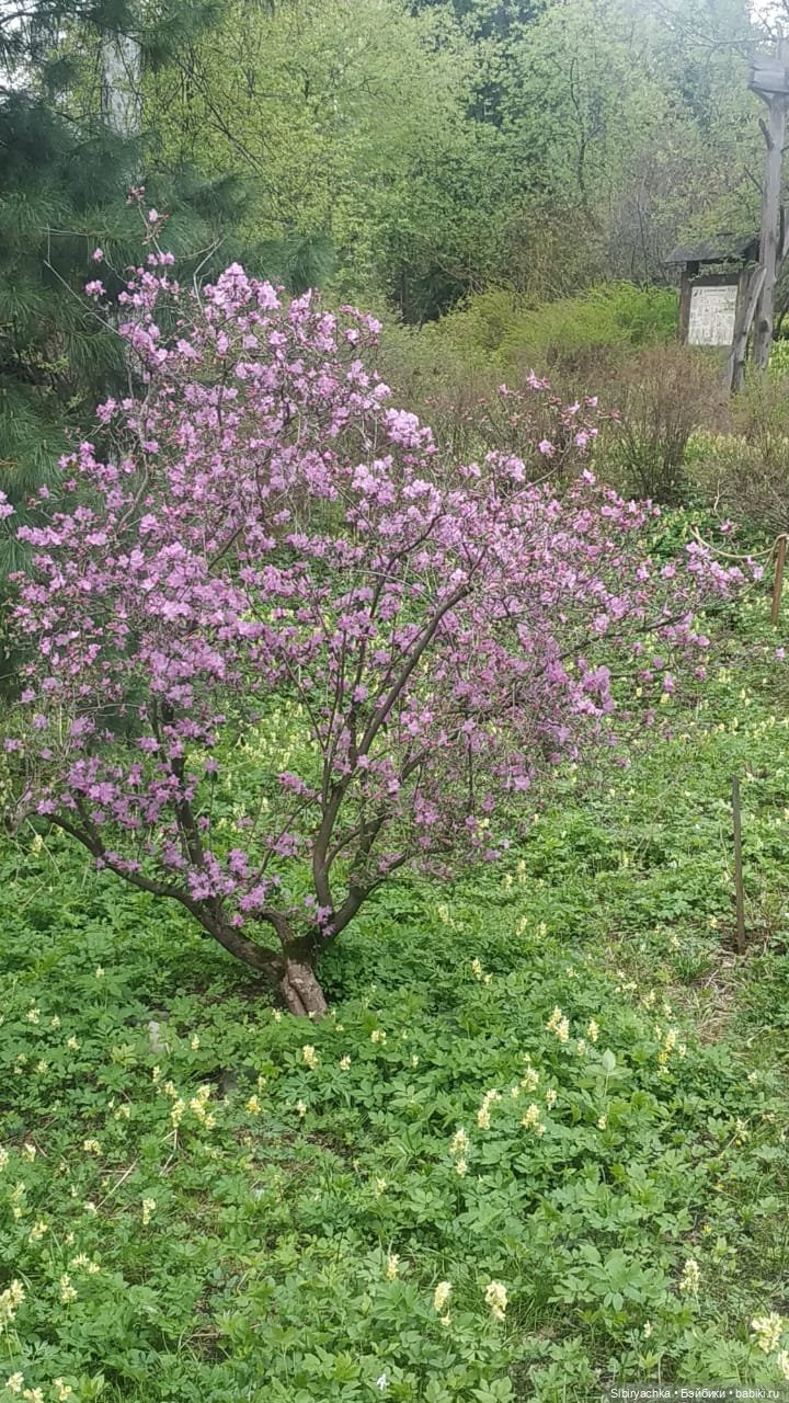 Коленька и Василёк быстро подружились