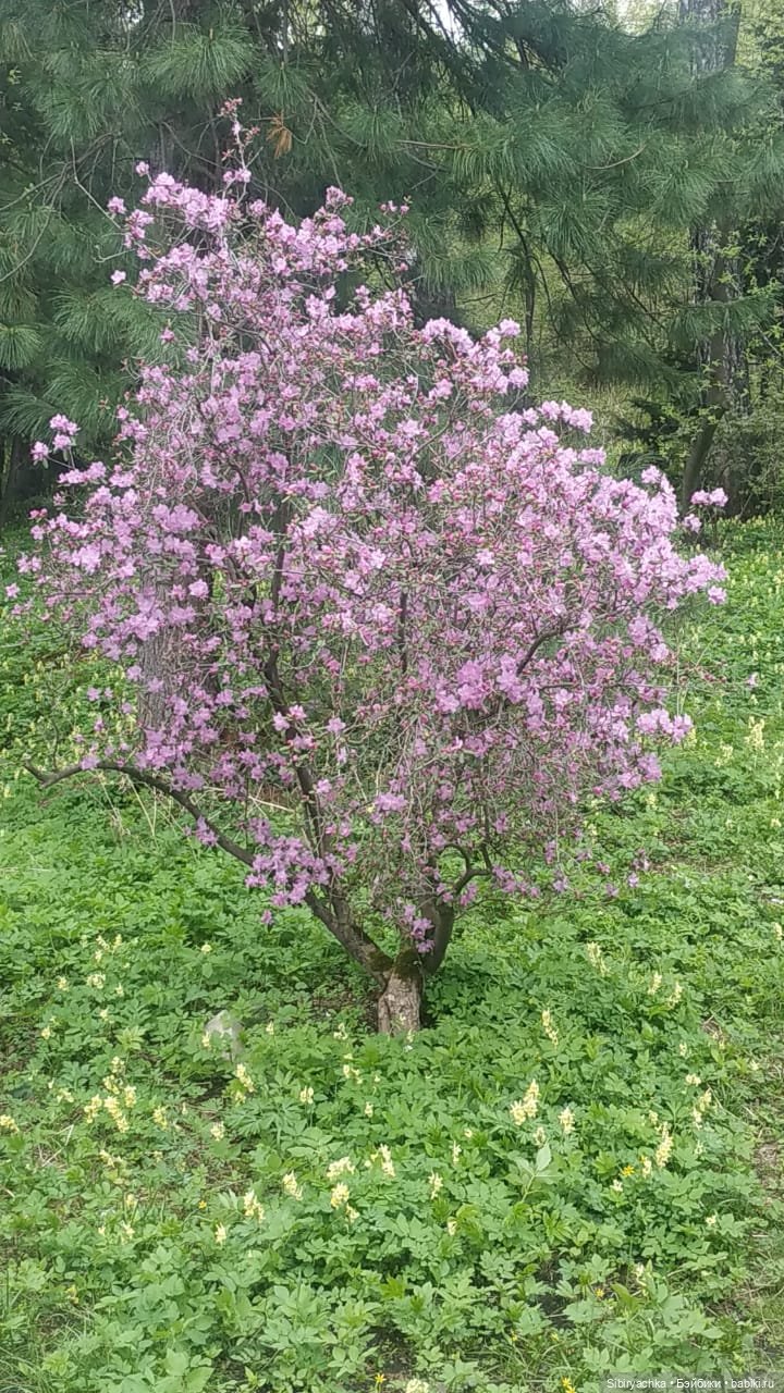 Коленька и Василёк быстро подружились (фото 2)