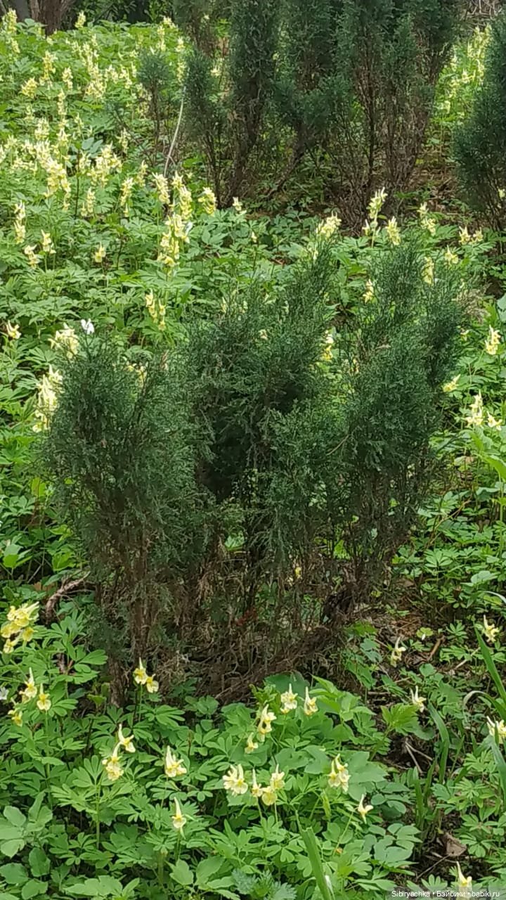 Коленька и Василёк быстро подружились